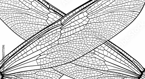 Insect wings crossed black lines.