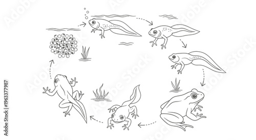 Life cycle of a frog stages.
