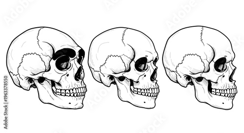 Three Human Skulls Side View Illustration.