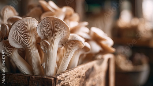 Fresh mushrooms on wooden crate box.