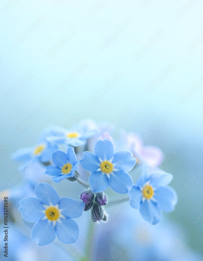 Obraz premium Forget-me-not flowers