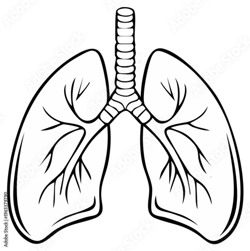 Human Lungs Anatomical Illustration Simple Line Art
