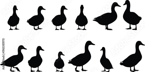 Black duck silhouettes set featuring mallard and waterfowl in various walking and standing poses isolated on white background for nature design,