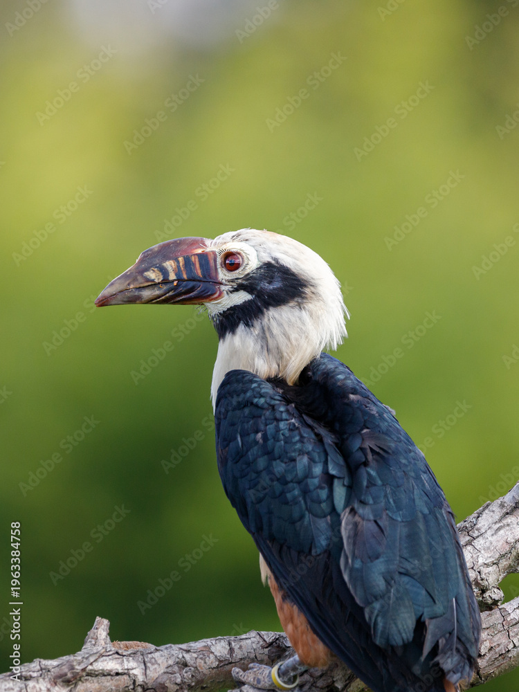 Fototapeta premium A Visayan Hornbill on a branch