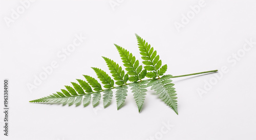 A single green fern leaf on a white background