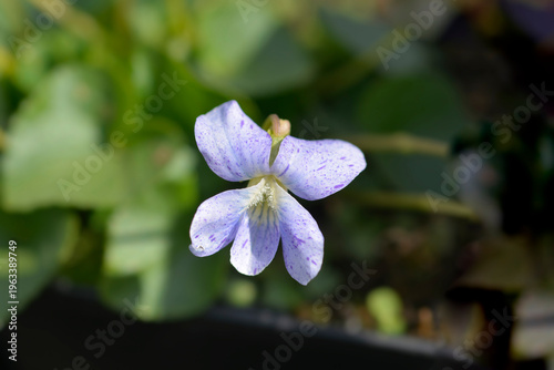 Light purple wood violet flower with darker spots - Latin name - Viola sororia Dark Freckles