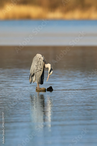 Gray heron welcomes the sun and the new day.