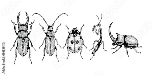 Vintage black and white insect illustration set featuring stag beetle, longhorn beetle, ladybug, praying mantis and rhinoceros beetle isolated collection
