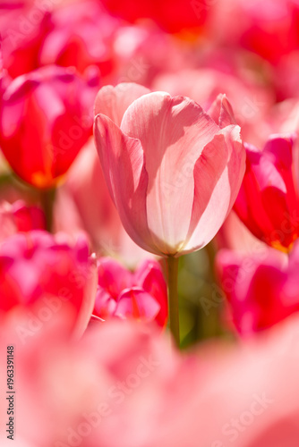 日差しを浴びるチューリップ