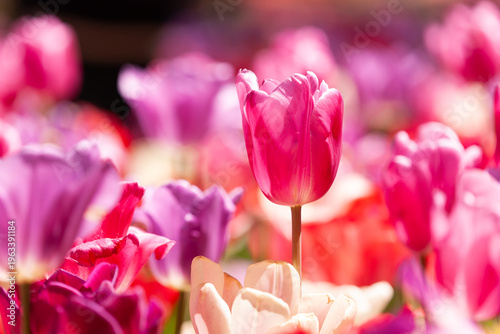 色とりどりのチューリップ