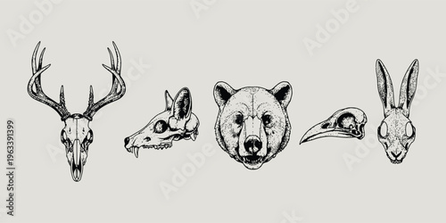 Vintage wildlife skull and animal head illustration set, black and white engraved anatomy drawing collection, isolated on neutral background beige