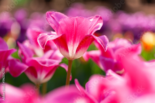 ピンクのチューリップ