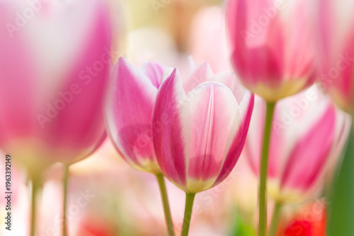 春色に染まるチューリップ