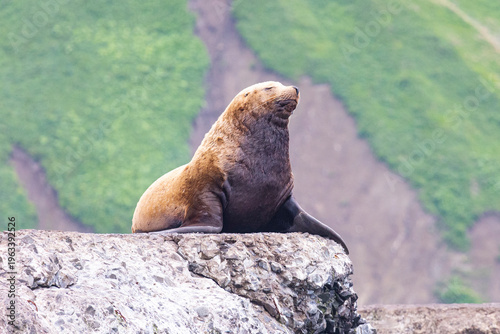 Steller sea lion's rookery. Nevelsk, Sahalinskaya Oblast, Russia