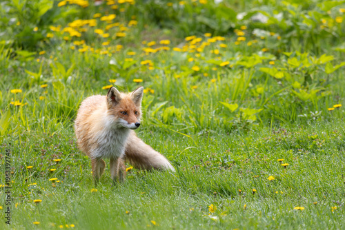 Wallpaper Mural Red fox walks on green grass close up Torontodigital.ca
