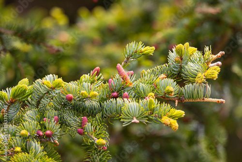 Wallpaper Mural Fir branch with cones close up Torontodigital.ca