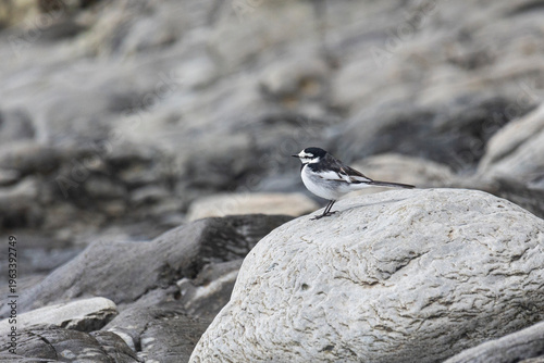 Wallpaper Mural A white wagtail sits on a log above the water Torontodigital.ca