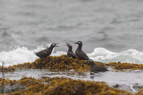 Wallpaper Mural Spectacular guillemot or sooty guillemot (Cepphus carbo) bird perched on the ocean shore Torontodigital.ca