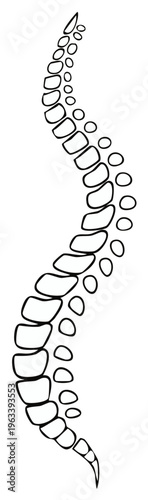 Human spine anatomy drawing, vertebral column, scoliosis, skeleton system outline