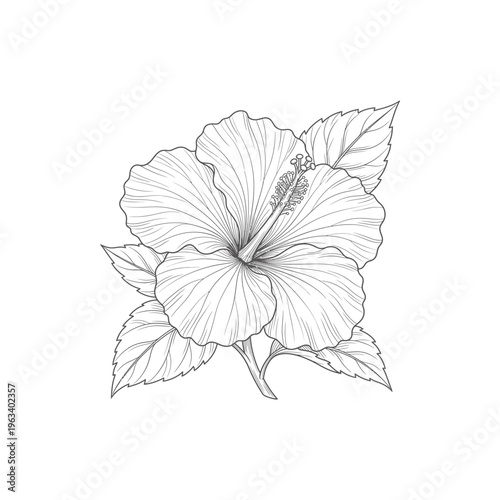 Hibiscus Bloom Botanical Etching Linework