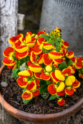 Obraz na plátně Calceolaria plant, commonly known as a slipper flower or pocketbook plant