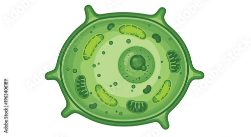 A detailed circular illustration presents a vibrant green plant cell, showcasing its central nucleus, mitochondria, and chloroplasts within the cytoplasm.