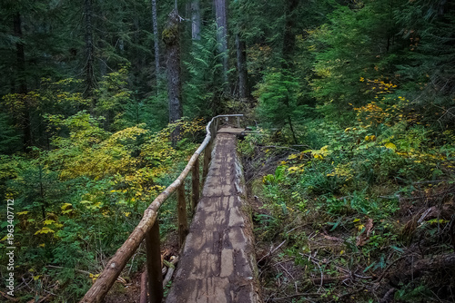 A wooden path winds through a dense forest filled with tall trees and vibrant green and yellow plants. The scene suggests a quiet and natural setting in autumn.