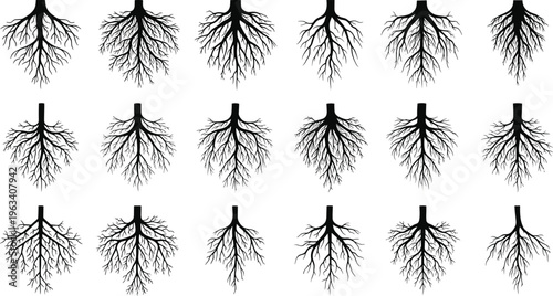 Collection of black tree root silhouettes showing underground plant growth systems organic fiber patterns and botanical branch shapes for nature concept vector design elements.