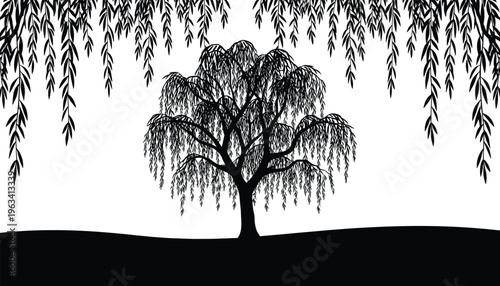 Black silhouette of a weeping willow tree on a hill with hanging branches and leaves for nature landscape background garden and environmental conservation concept
