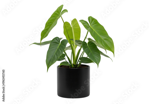 Green philodendron in black pot