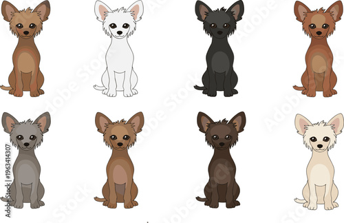 Vector illustration set of cute long haired chihuahua dogs in different coat colors including brown black white and grey for pet care shop concept