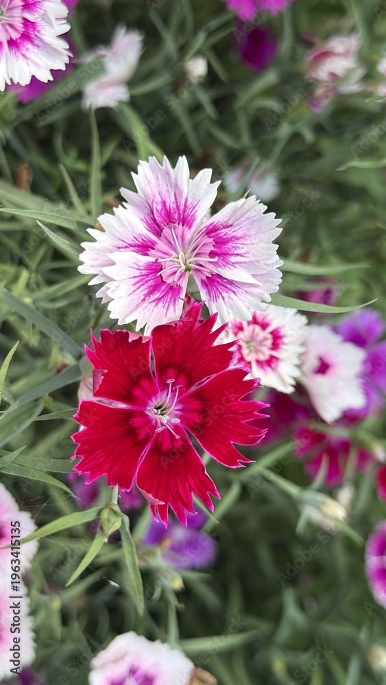 Obraz premium Two vibrant dianthus flowers, red and bicolored, blooming in a green garden