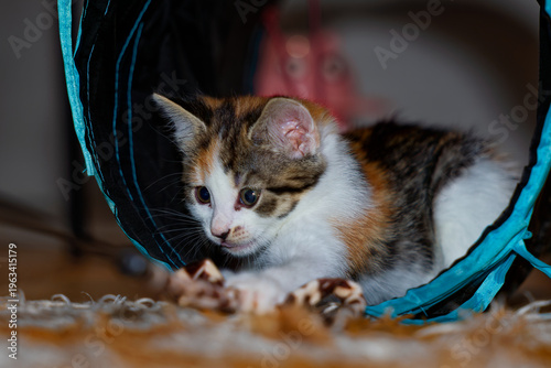 Bilde på lerret Cute playful kitten