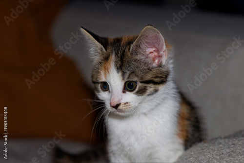 Foto portrait of a kitten