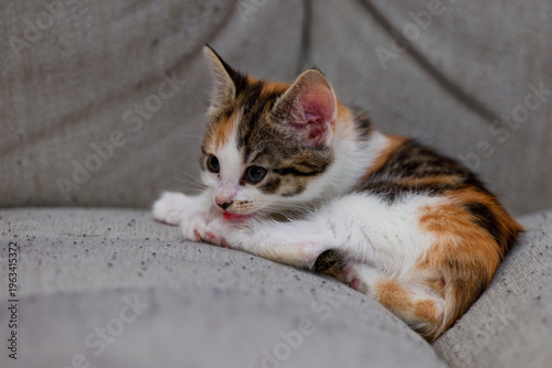 Obraz na plátně Cute kitten resting on a sofa
