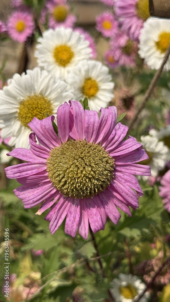 Obraz premium Vibrant pink and white daisy flowers blooming together in a sunny garden