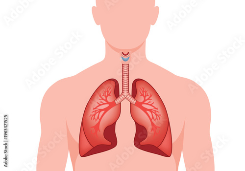 Human body with lungs and trachea visible