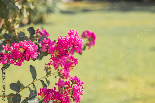 Fotografia Vibrant pink crepe myrtle flowers in full bloom, set against a soft, blurred green and brown natural background