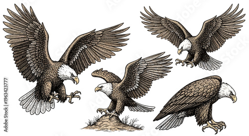 Set of Hand Drawn Bald Eagles in Various Action Poses