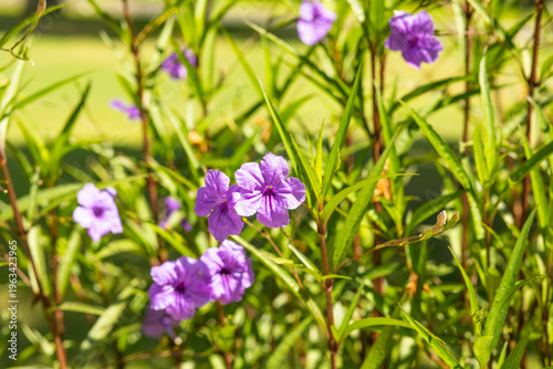 A vibrant close-up of delicate purple flowers blooming amidst lush green foliage, bathed in soft natural sunlight.