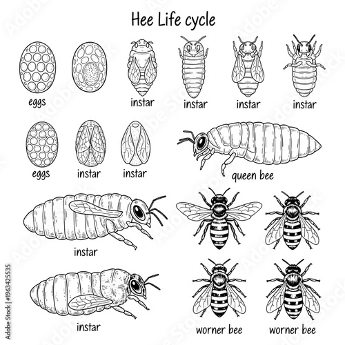 Life cycle of a bee educational diagram