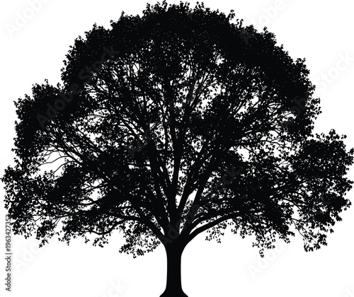 Black silhouette of a large spreading oak tree with dense foliage and intricate branches isolated on a pure white background
