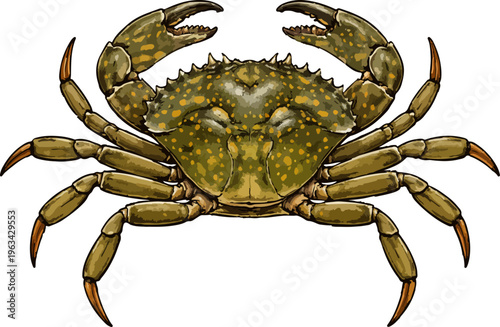 Carcinus maenas illustration art