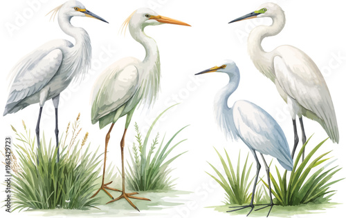 set of Watercolor Egret, Wetland Bird Clipart, vector illustration isolated on white background