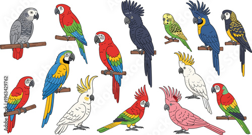 Vibrant collection of hand drawn parrot vector illustrations featuring macaws cockatoos parakeets and african gray parrots for tropical nature and pet design projects.