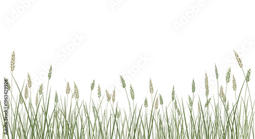 A vibrant green field of various grasses and wheat stalks with some brown grain heads grows against a white background.