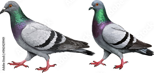 Columba livia  illustration art