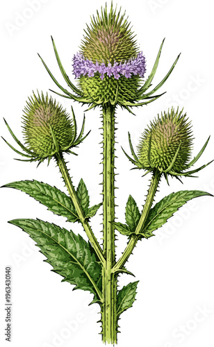 Photos Dipsacus fullonum illustration art