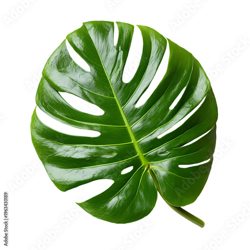green monstera leaf isolated on transparent background 