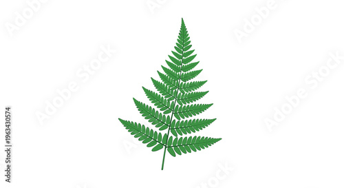 A single vibrant green fern frond with smooth-edged leaflets is centrally positioned on a white background.